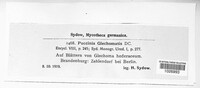 Puccinia glechomatis image